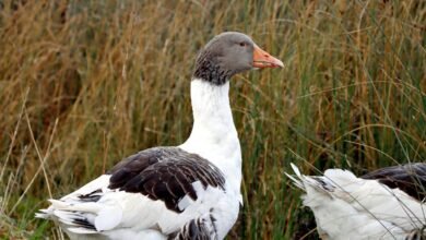 kilom overview of profile