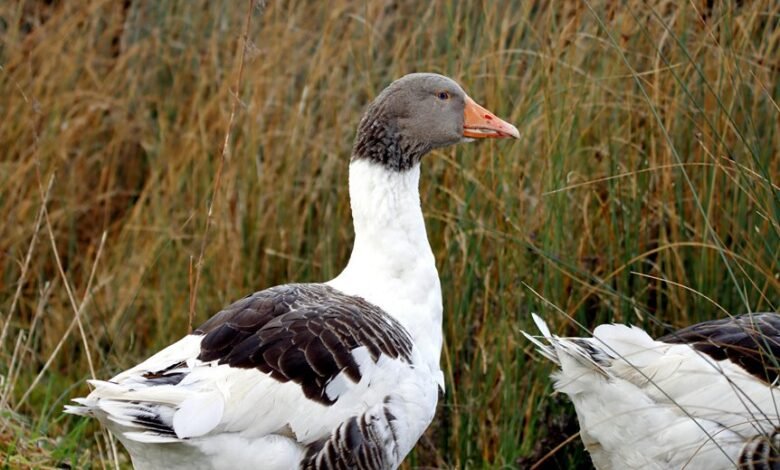 magickea s profile and overview